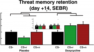 Blocking human fear memory with the matrix metalloproteinase inhibitor doxycycline